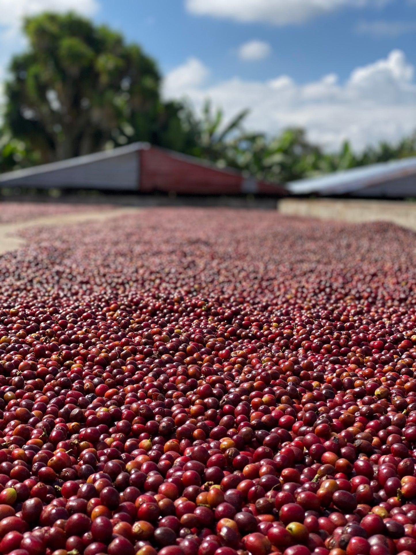 Finca Santuario (Pink Bourbon)